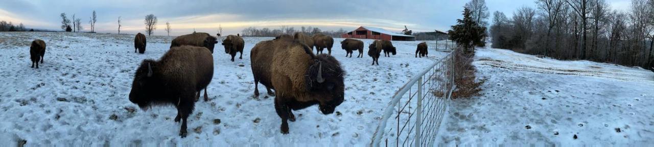 Cedar Cabin Located On A Buffalo Farm Marshall Εξωτερικό φωτογραφία
